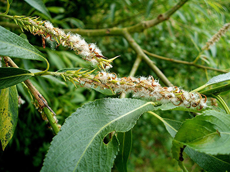Crack Willow (Salix fragilis)