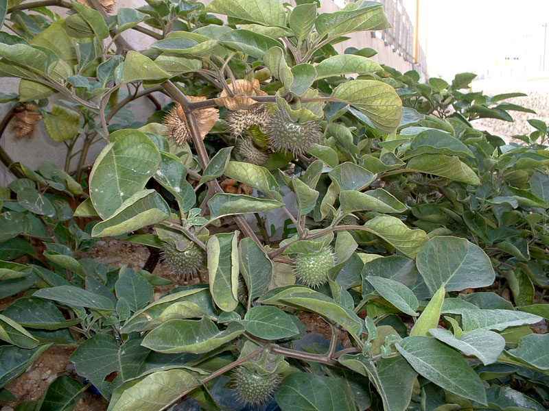 Downy Thorn Apple (Datura innoxia)