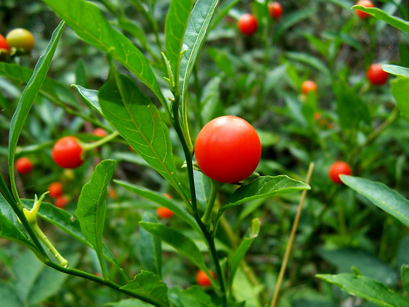 Jerusalem Cherry (Solanum pseudocapsium)