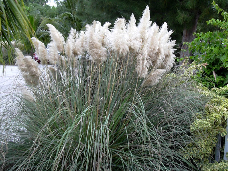 Pampas Grass (Cortaderia selloana)
