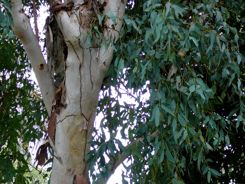 Red River Gum (Eucalyptus camaldulensis)