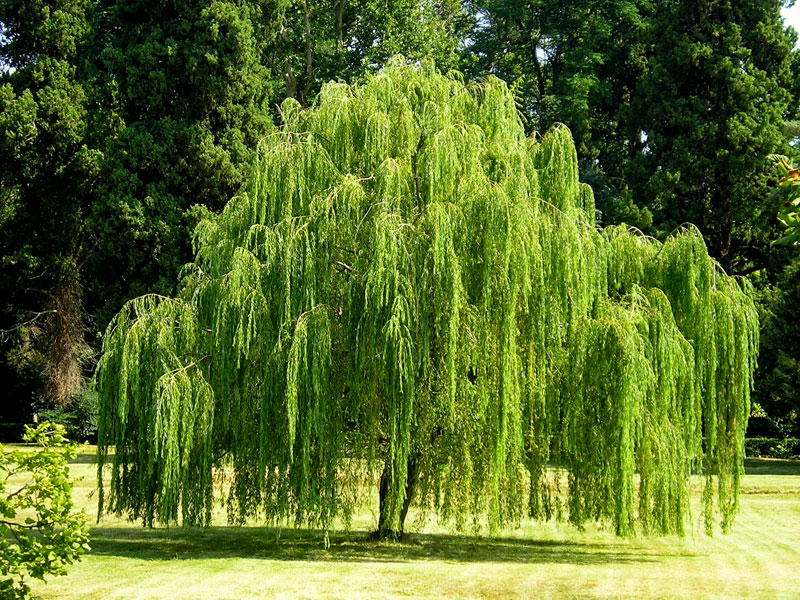 Weeping Willow (Salix babylonica)