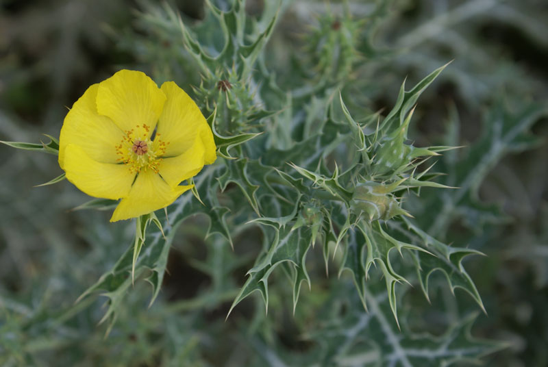 Yellow-flowered Mexican Poppy (Argemone mexicana)