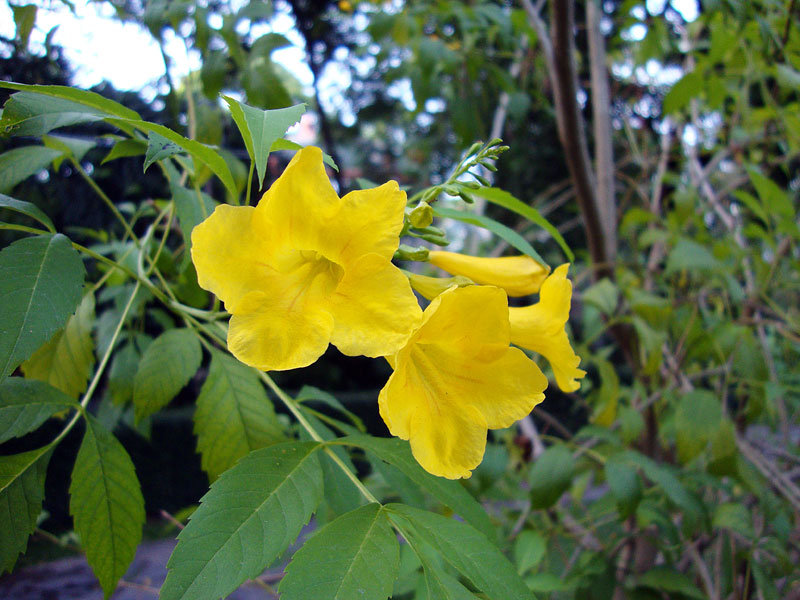 Yellow Bells (Tecoma stans)