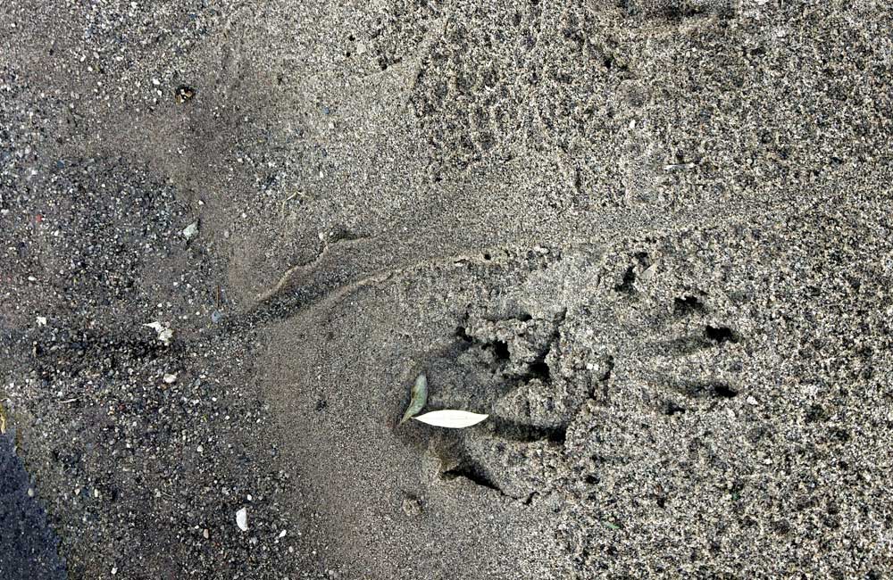 Nile Monitor footprints